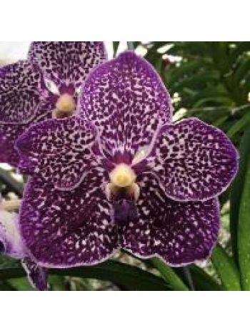 Ванда (Vanda Chulee)